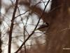 Birdy01